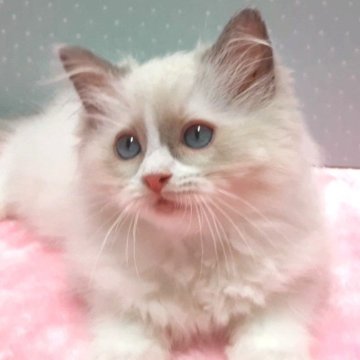 ラグドール【岐阜県・女の子・2025年5月5日・シールポイントバイカラー】の写真「ふんわり丸顔」
