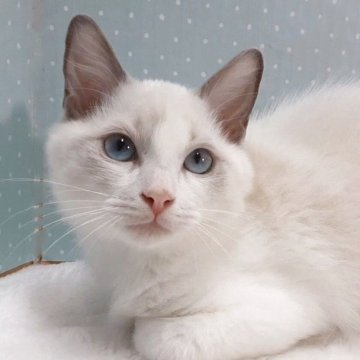 ラグドール【岐阜県・男の子・2025年7月31日・ブルーポイントバイカラー】の写真「おっとり控え目」