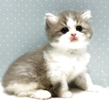 ラグドール×ペルシャ(チンチラ)【岐阜県・女の子・2025年3月15日・ブラウンタビー&ホワイト】の写真「お淑やかな Mix兄弟5」