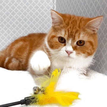 ミヌエット(長足)【岐阜県・男の子・2025年7月22日・レッドタビー&ホワイト】の写真「ぽっちゃり福猫」