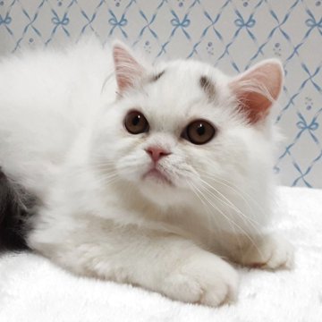 ミヌエット(長足)【岐阜県・男の子・2025年7月22日・ブルー&ホワイト】の写真「素敵な八の字眉毛です」