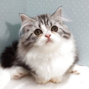 ミヌエット(短足)【岐阜県・女の子・2025年7月22日・ブルータビー&ホワイト】の写真「おしとやかな子です。」