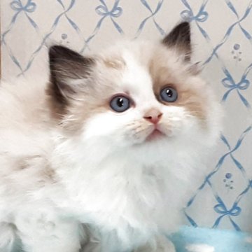 ラグドール【岐阜県・男の子・2025年10月1日・シールポイントバイカラー】の写真「にっこり微笑君」