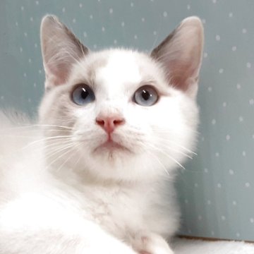 ラグドール【岐阜県・男の子・2025年7月31日・ブルーポイントバイカラー】の写真「愛嬌物です。」