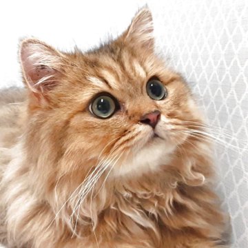 ペルシャ(チンチラ)【岐阜県・男の子・2025年3月15日・ゴールデン】の写真「丸顔でコロコロ」