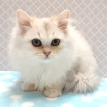ペルシャ(チンチラ)【岐阜県・女の子・2025年3月15日・シルバー】の写真「ふんわり 丸顔」