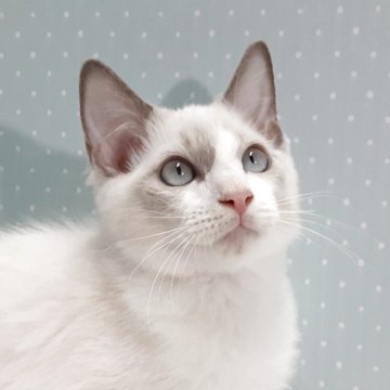 ラグドール【岐阜県・男の子・2025年7月31日・ブルーポイントバイカラー】の写真「元気一番」