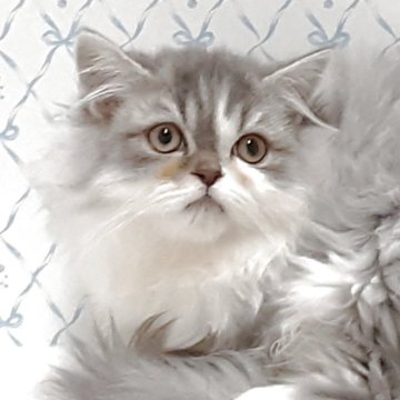 エキゾチック×ペルシャ(チンチラ)【岐阜県・男の子・2025年8月13日・シルバータビー&ホワイト】の写真「マヌル猫風です。」