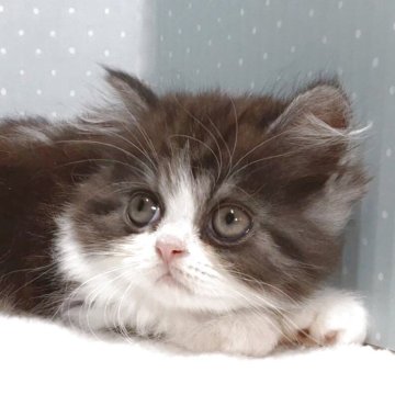 ミヌエット(長足)【岐阜県・男の子・2025年7月22日・ブルータビー&ホワイト】の写真「ふっくら,おっとり」