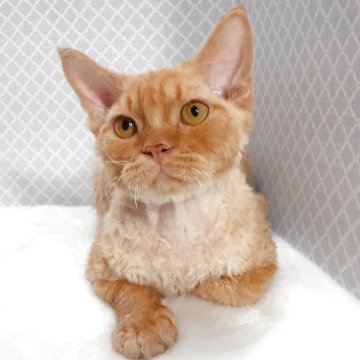 デボンレックス【岐阜県・男の子・2025年3月3日・レッドタビー】の写真「愛嬌たっぷり」