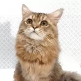 ペルシャ(チンチラ)