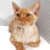 デボンレックス