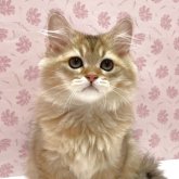 ペルシャ(チンチラ)