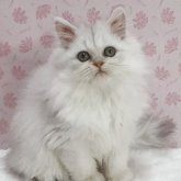 ペルシャ(チンチラ)
