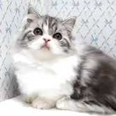 ミヌエット(短足)