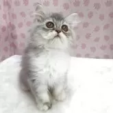 ミヌエット(長足)