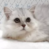 ラグドール×チンチラペルシャ