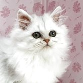 ペルシャ(チンチラ)