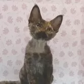 デボンレックス