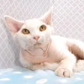 デボンレックス