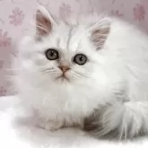 ペルシャ(チンチラ)