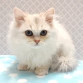 ペルシャ(チンチラ)