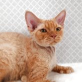 デボンレックス