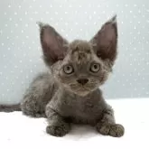 デボンレックス
