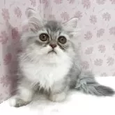 ミヌエット(長足)