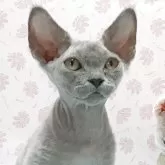 デボンレックス