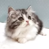 ミヌエット(短足)