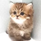 ペルシャ(チンチラ)