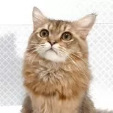 ペルシャ(チンチラ)