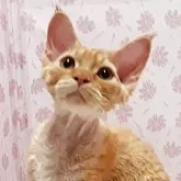 デボンレックス
