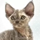 デボンレックス