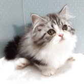 ミヌエット(短足)