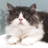 ミヌエット(長足)