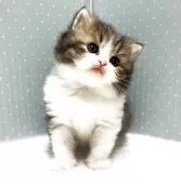 ラグドール×ペルシャ(チンチラ)【岐阜県・女の子・2025年3月15日・ブラウンタビー&ホワイト】の写真2