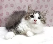 ラグドール×チンチラペルシャ【岐阜県・女の子・2025年8月11日・ブラウンタビー&ホワイト】の写真2