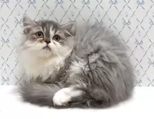 エキゾチック×ペルシャ(チンチラ)【岐阜県・男の子・2025年8月13日・シルバータビー&ホワイト】の写真2