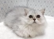 ラグドール×チンチラペルシャ【岐阜県・男の子・2025年8月11日・シルバー】の写真2