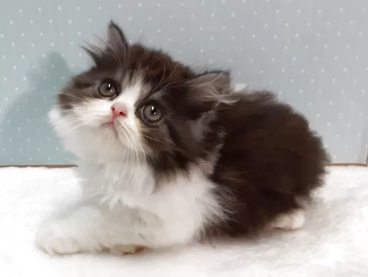 ミヌエット(長足)【岐阜県・男の子・2025年7月22日・ブルー