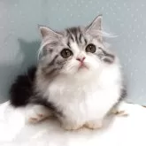 ミヌエット(短足)【岐阜県・女の子・2025年7月22日・ブルータビー&ホワイト】の写真3