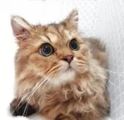 ペルシャ(チンチラ)【岐阜県・男の子・2025年3月15日・ゴールデン】の写真3