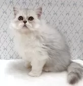 ラグドール×チンチラペルシャ【岐阜県・男の子・2025年8月11日・シルバー】の写真3