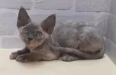 デボンレックス【岐阜県・女の子・2024年12月2日・トーティー】の写真3