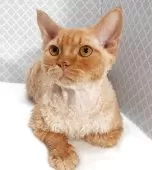 デボンレックス【岐阜県・男の子・2025年3月3日・レッドタビー】の写真2