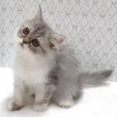 エキゾチック×ペルシャ(チンチラ)【岐阜県・男の子・2025年8月13日・シルバータビー&ホワイト】の写真3