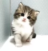 ラグドール×ペルシャ(チンチラ)【岐阜県・女の子・2025年3月15日・ブラウンタビー&ホワイト】の写真3