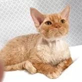 デボンレックス【岐阜県・男の子・2025年3月3日・レッドタビー】の写真5